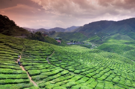 Noveltea travels far and wide in search of the finest tea on the planet